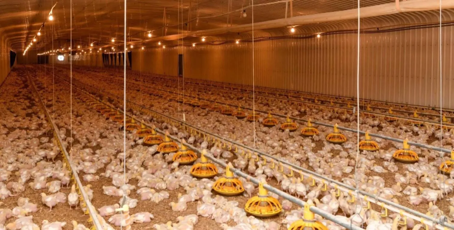 أحد مشاريع إنتاج الدواجن في السعودية (واس)