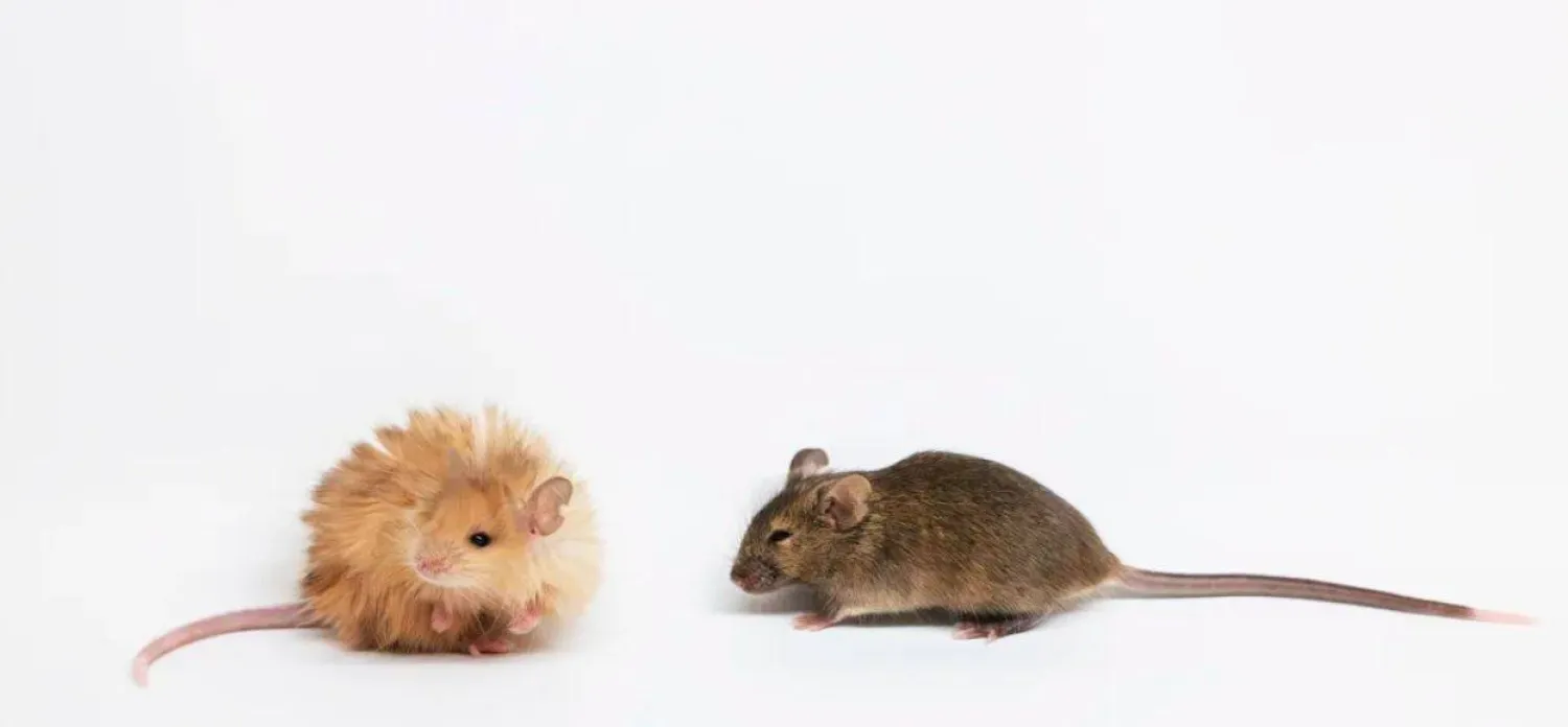 الفئران المعدلة وراثياً ذات لون أفتح من الفئران المعملية العادية (شركة كولوسال)