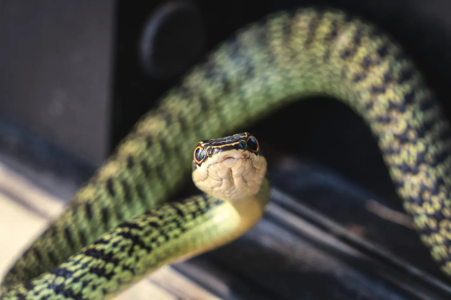 قَلَبَ المعلِّقين بين المُزاح والرعب (غيتي)