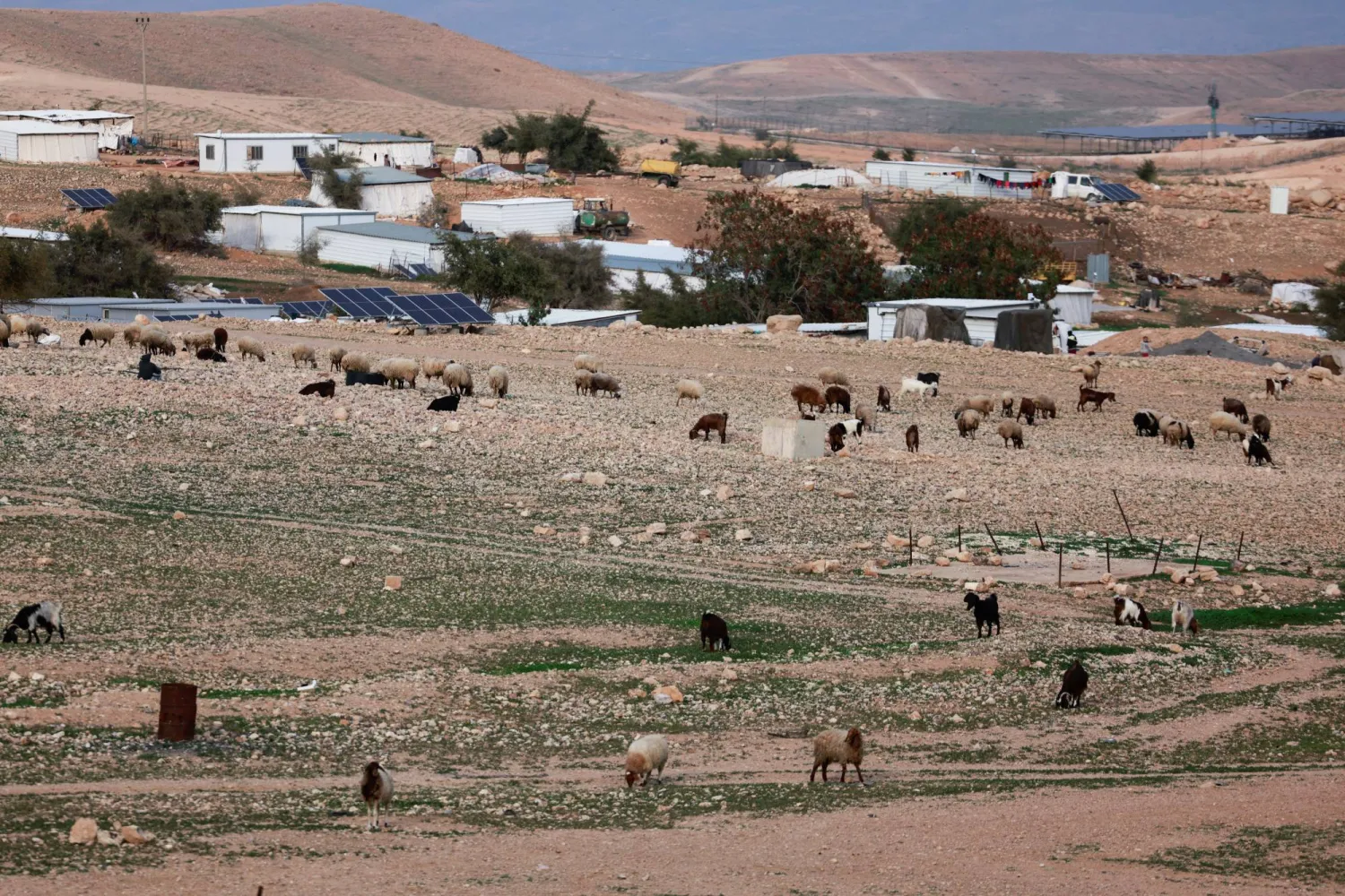 لقطة عامة للثروة الحيوانية البدوية الفلسطينية بعد أيام قليلة من اتهام المستوطنين الإسرائيليين بسرقة الماشية من قرية عين العوجا في الضفة الغربية (رويترز)