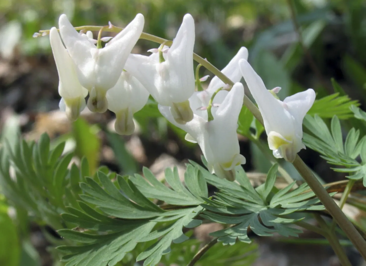 This July 12, 2005, image provided by Bugwood.org shows dutchman's breeches (Dicentra cucullaria). (Joseph OBrien/USDA Forest Service/Bugwood.org via AP)