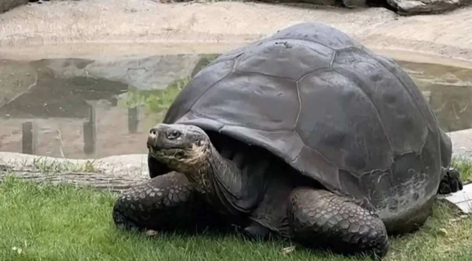 Mommy is considered one of the most genetically valuable Galapagos tortoises in the Association of Zoos and Aquariums' species survival plan. AP