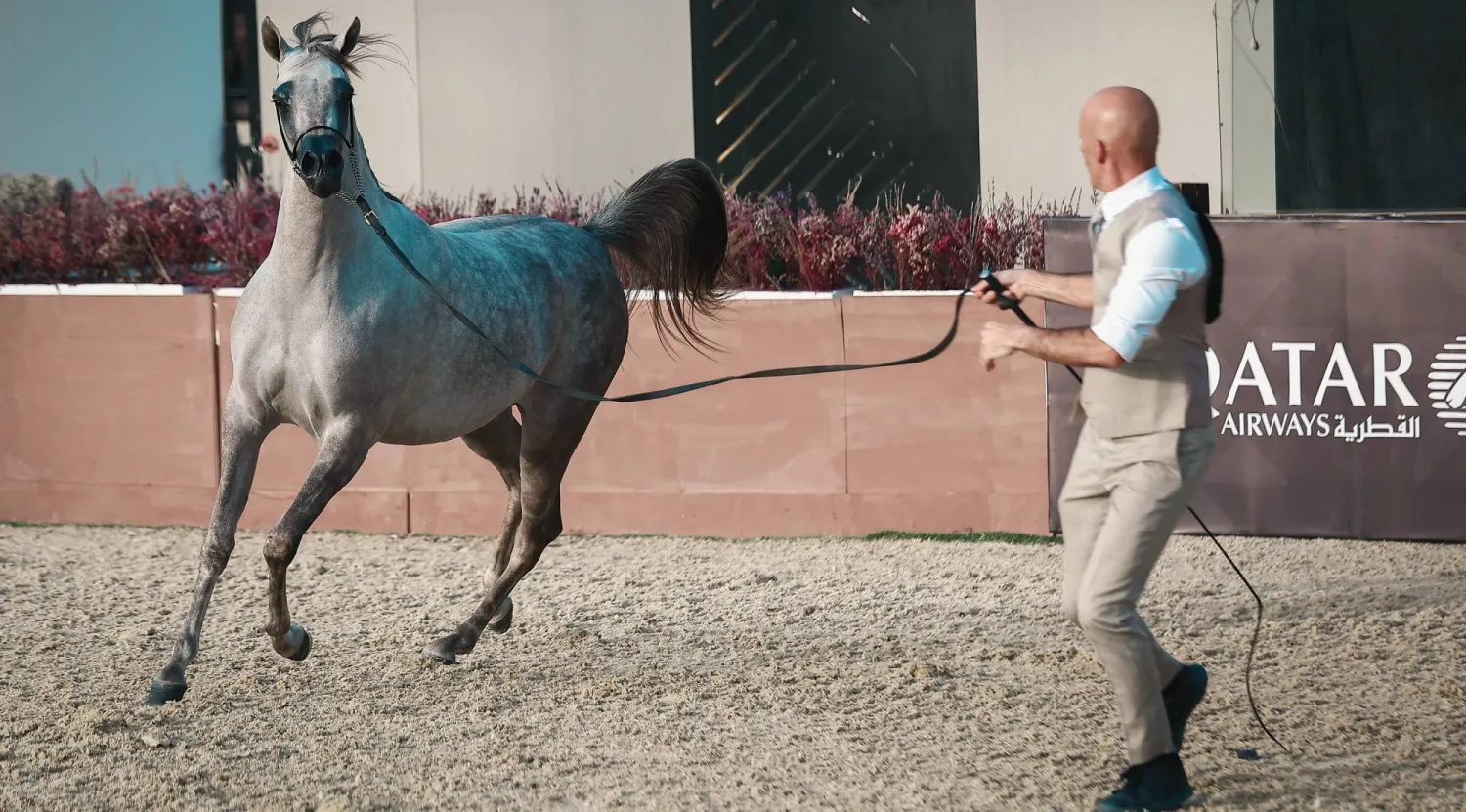 12 جيادا تأهلت لليوم النهائي من البطولة (الشرق الأوسط)