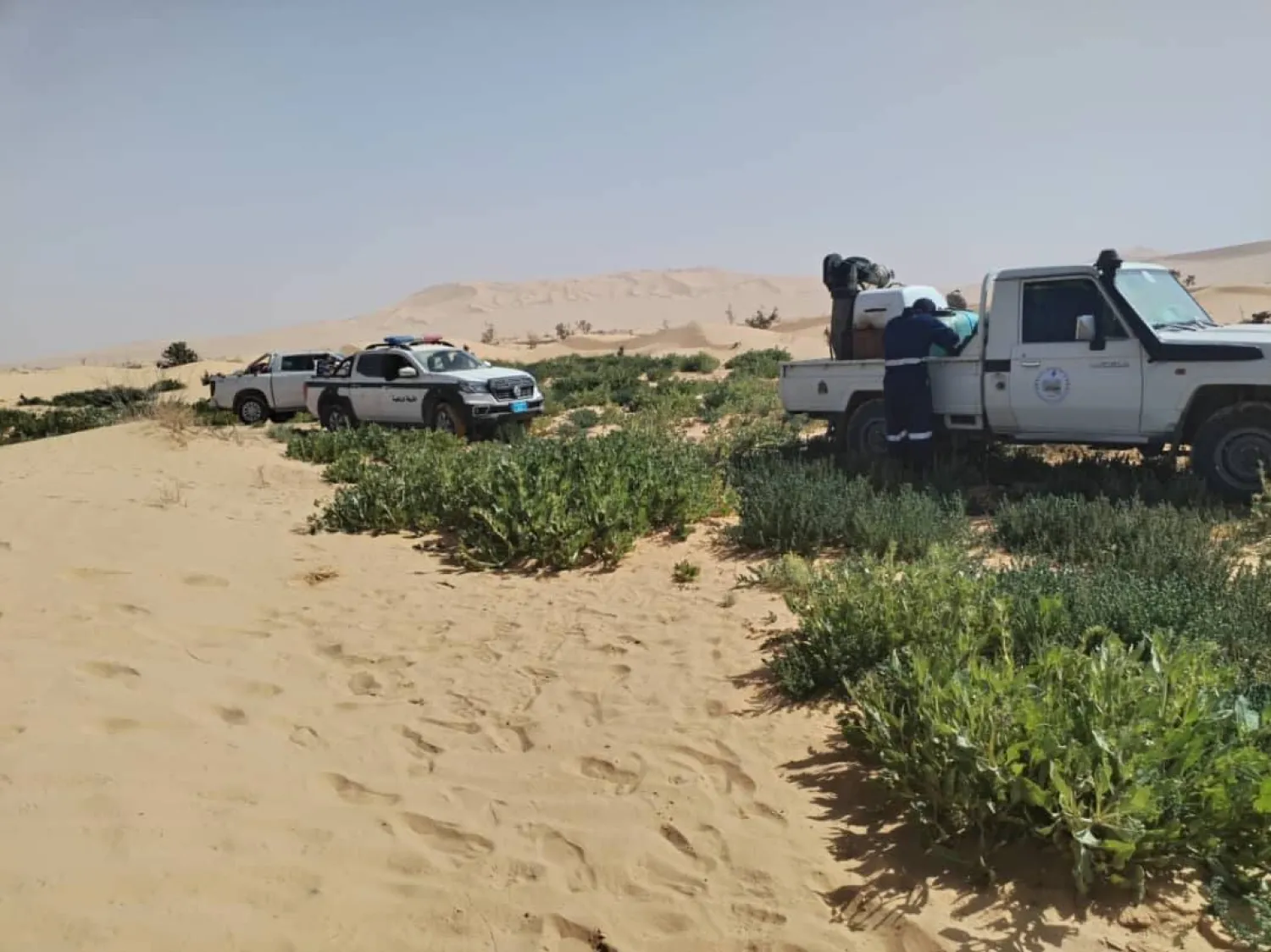 عناصر الشرطة الزراعية في ليبيا يواصلون مقاومة أسراب الجراد (جهاز الشرطة الزراعية)