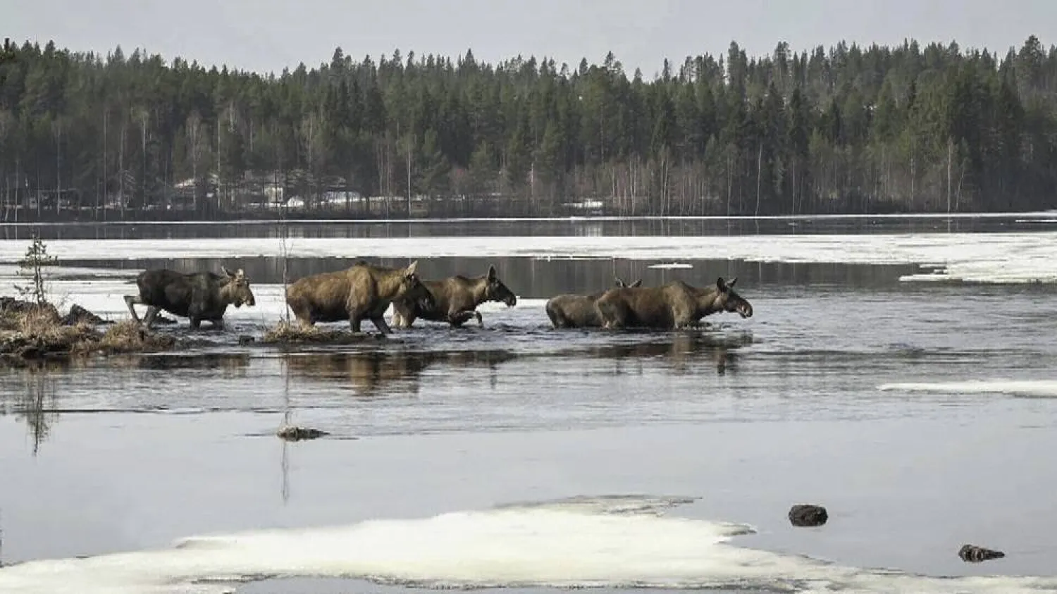 This undated photo, issued by SVT, shows Moose in Junsele, Sweden during preparations for the livestream "The Great Moose Migration" to document the annual Moose migration near Kullberg in northern Sweden. (SVT via AP)
