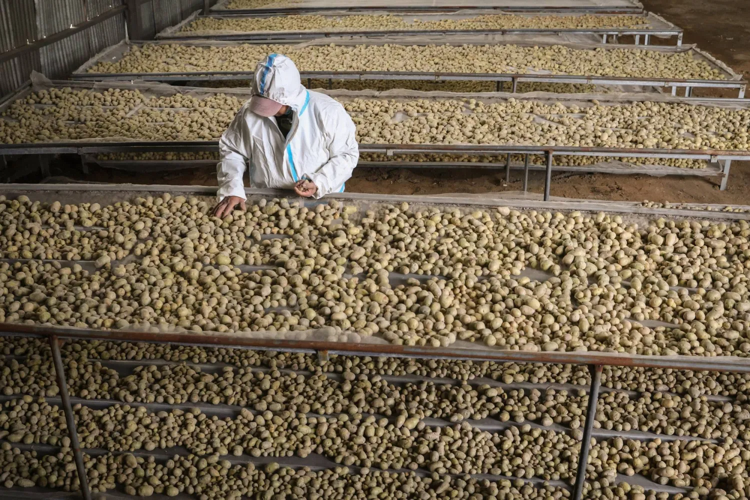 البطاطس العادية مصدر قيم للكربوهيدرات (أرشيفية - رويترز)