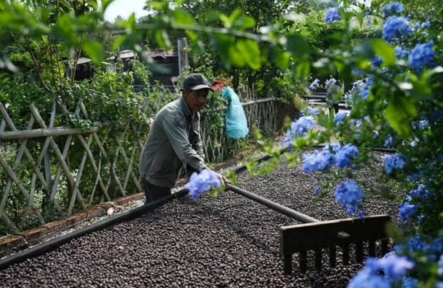 A worker raking coffee beans during the drying process at the Xiaowazi, or Little Hollow, coffee plantation in Pu'er - AFP

