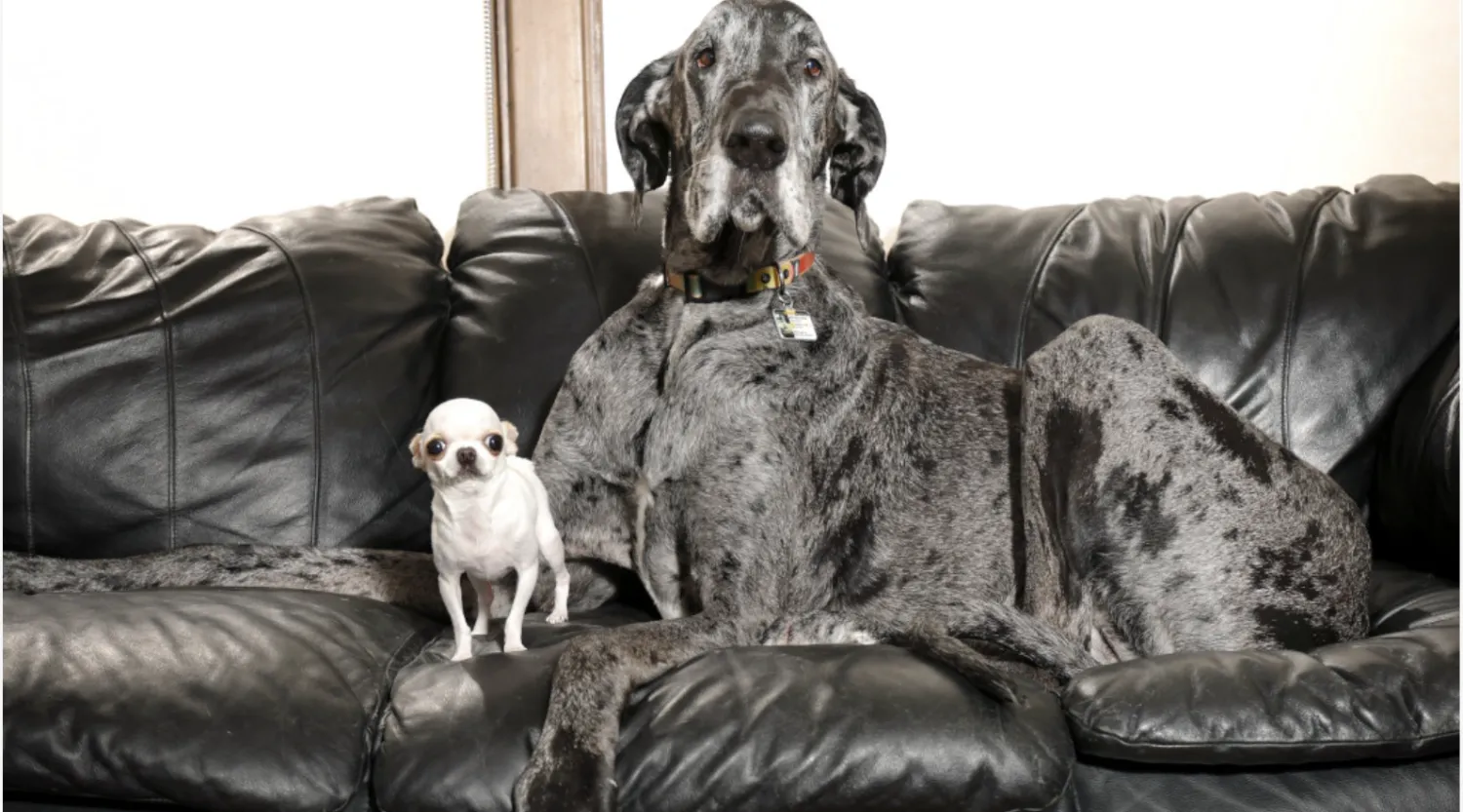 «غينيس» للأرقام القياسية