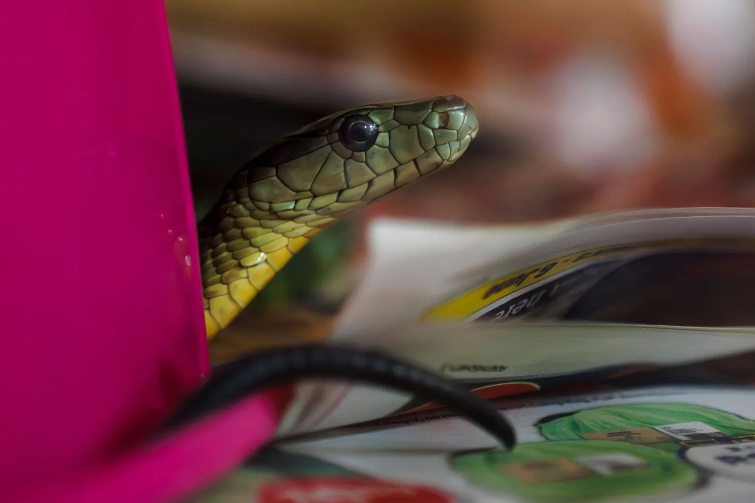 طباخ في الهند قدم للتلاميذ على ما يبدو طبقاً أخرج منه ثعباناً ميتاً (أرشيفية - أ.ف.ب)