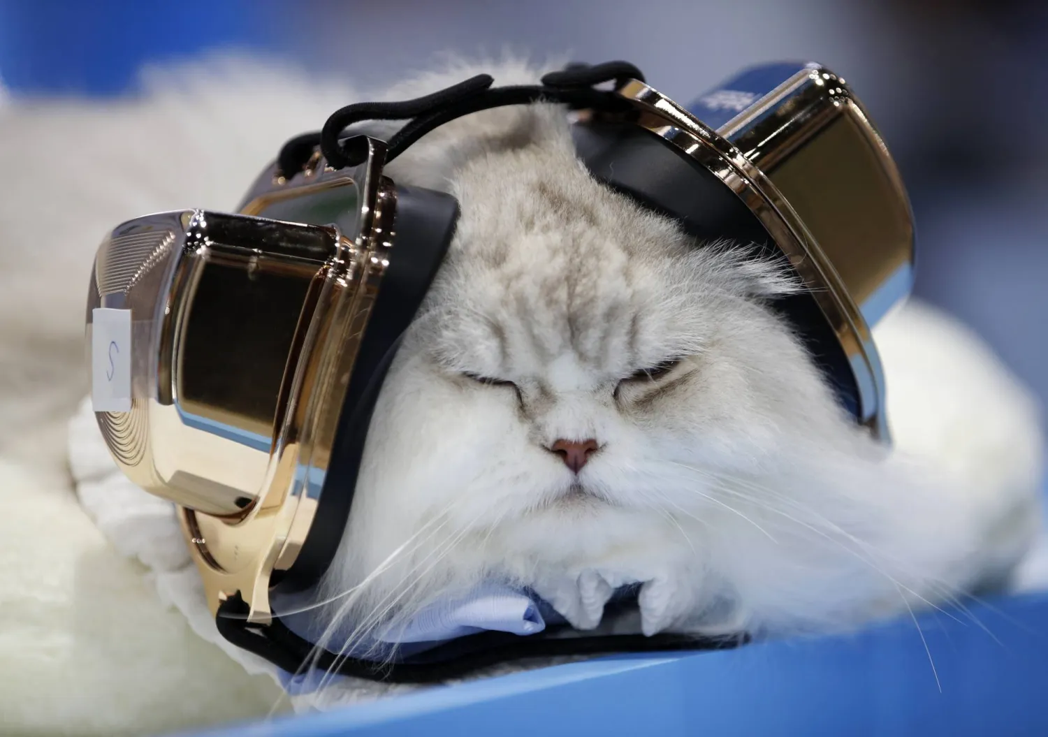 قطة ترتدي واقي أذن لحمايتها من الضوضاء (إ.ب.أ)