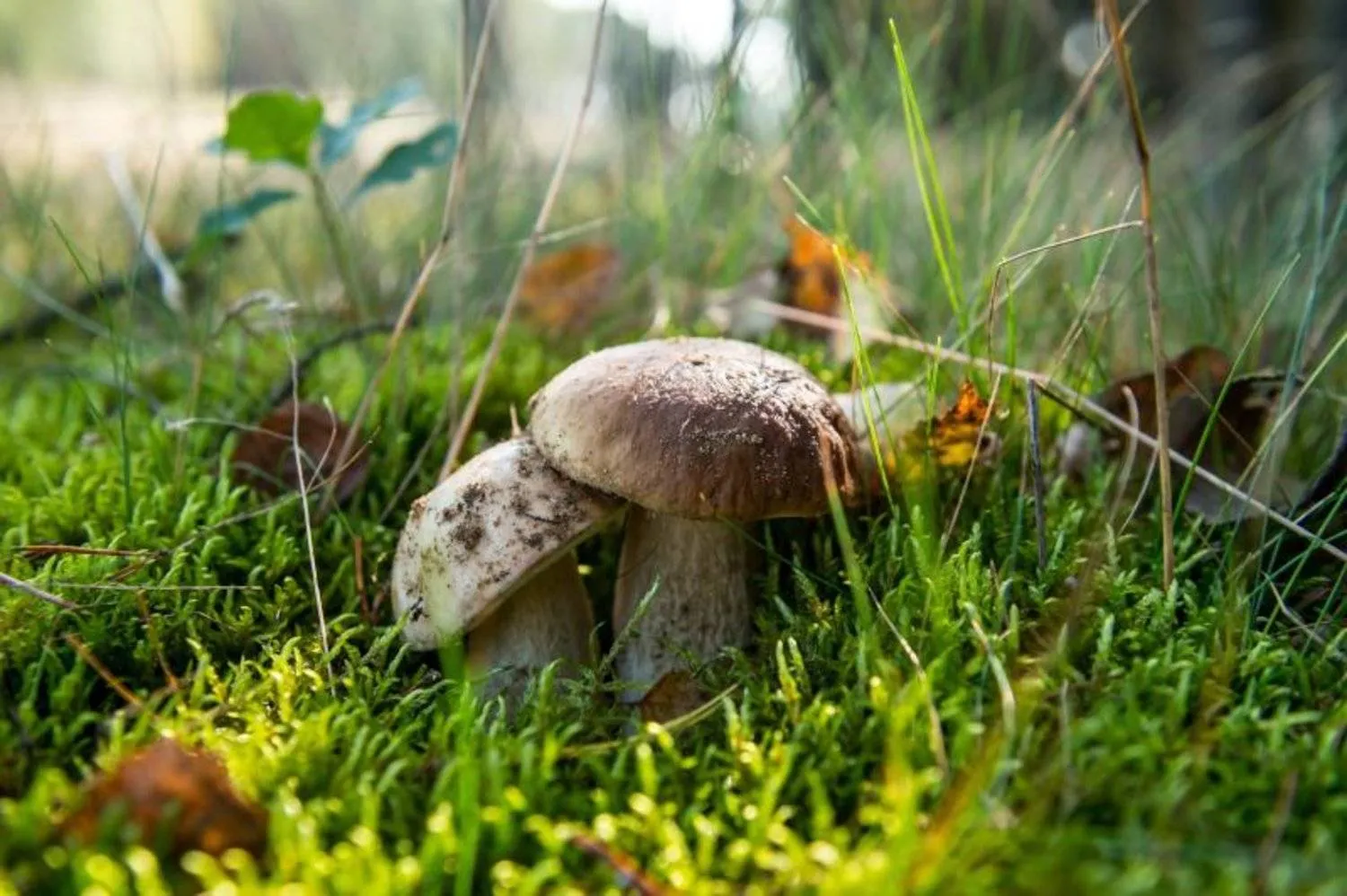 وُجد أن السيلوسيبين وهو مركب مهلوس موجود في بعض أنواع الفطر يُحسّن المزاج والإدراك والأعراض الحركية لدى مرضى باركنسون (أرشيفية - إ.ب.أ)