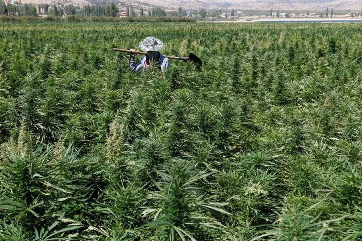 مزارع يعمل في حقل للقنب بمنطقة غرب بعلبك في وادي البقاع بلبنان (من أرشيف رويترز)