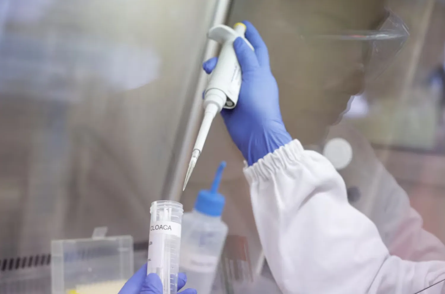 Talita de Lima Freitas, federal agricultural inspector, works on a sample to test for avian influenza virus at the Reference Laboratory of the World Organization for Animal Health in Campinas, Brazil April 25, 2023. REUTERS/Amanda Perobelli/File Photo 