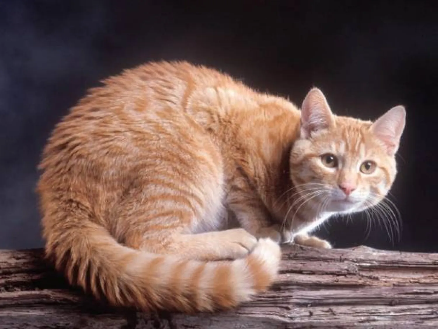 Mystery of ginger cats (Getty)