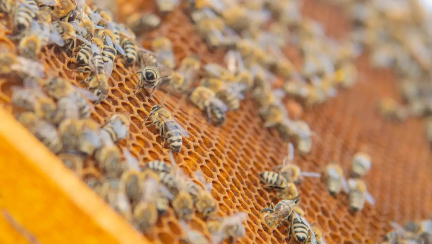 The ministry's regional branch has launched several training programs in beekeeping to raise awareness of proper practices and implement the latest technologies in hive management - SPA