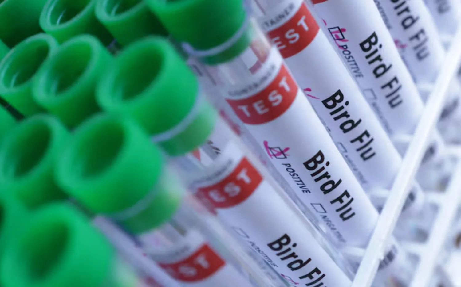 Test tubes are seen labelled "Bird Flu" words in this illustration taken, June 10, 2024. REUTERS/Dado Ruvic/Illustration/File Photo 