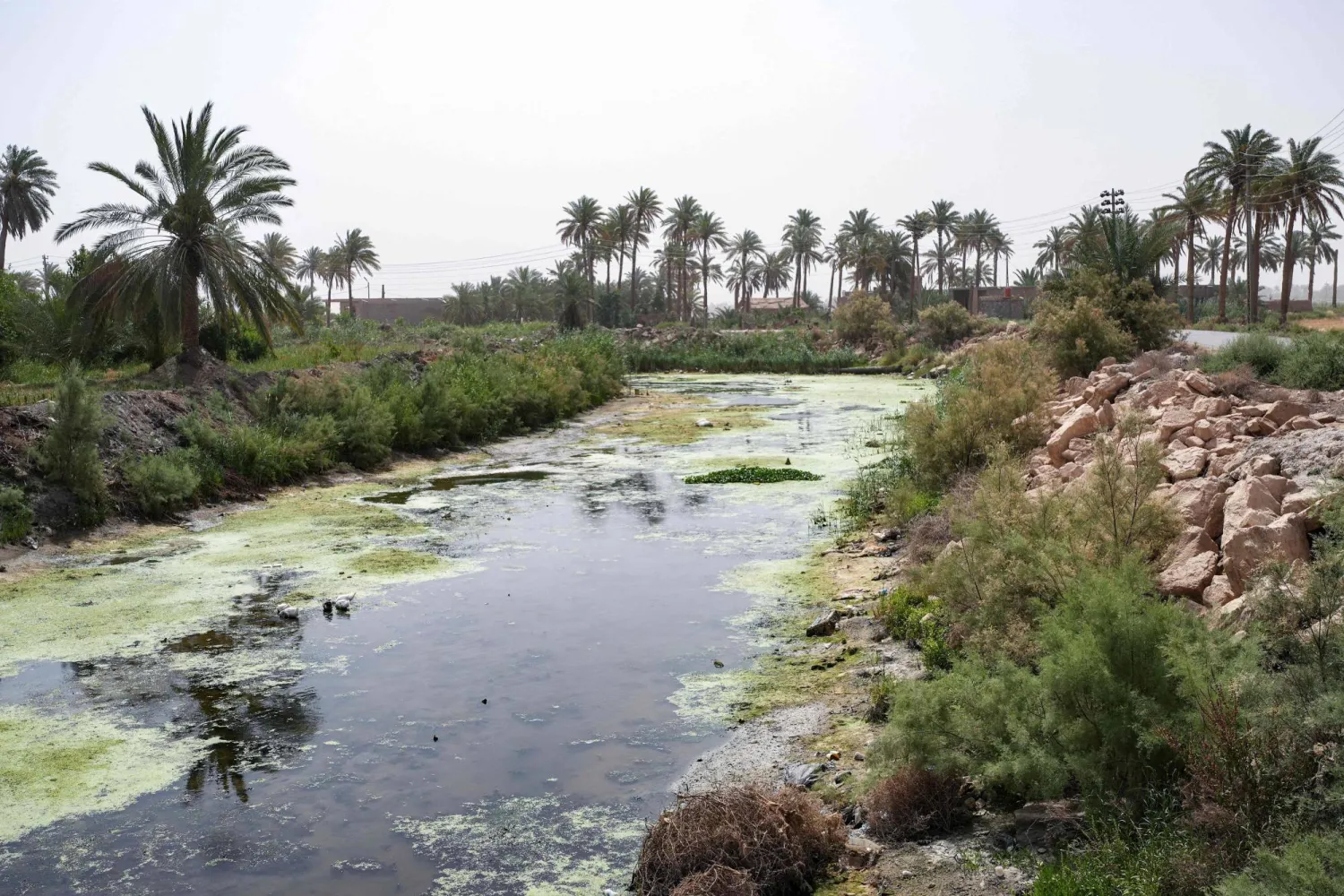 يتدفق مجرى مائي شبه جاف بين حقول مشخاب بمحافظة النجف العراقية في 24 مايو 2025 حيث أثرت سنوات الجفاف سلباً على حيوانات ونباتات المنطقة (أ.ف.ب)