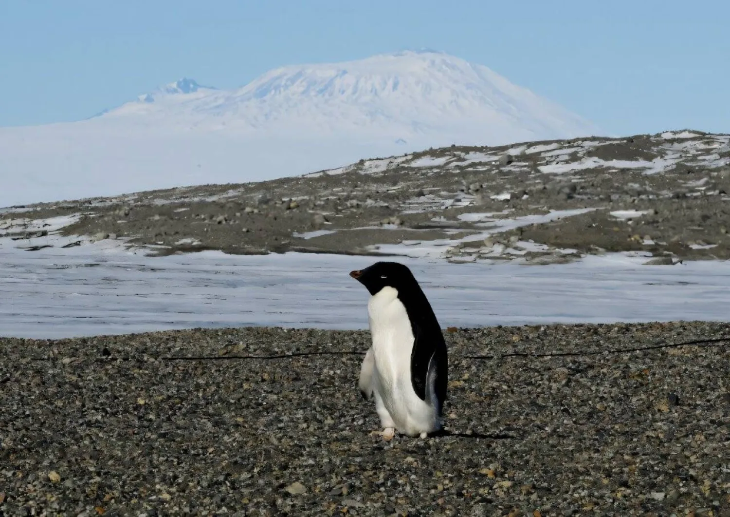 تطلق طيور البطريق كميات كبيرة من غاز الأمونيا (جامعة هلسنكي)