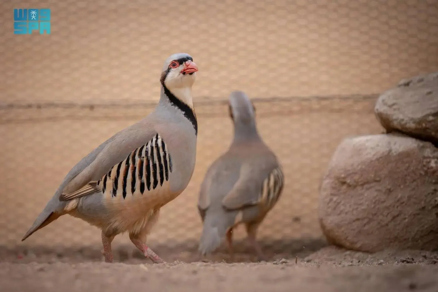 The four programs focus on the common partridge, Arabian partridge, Philby’s partridge, and sand partridge. (SPA)
