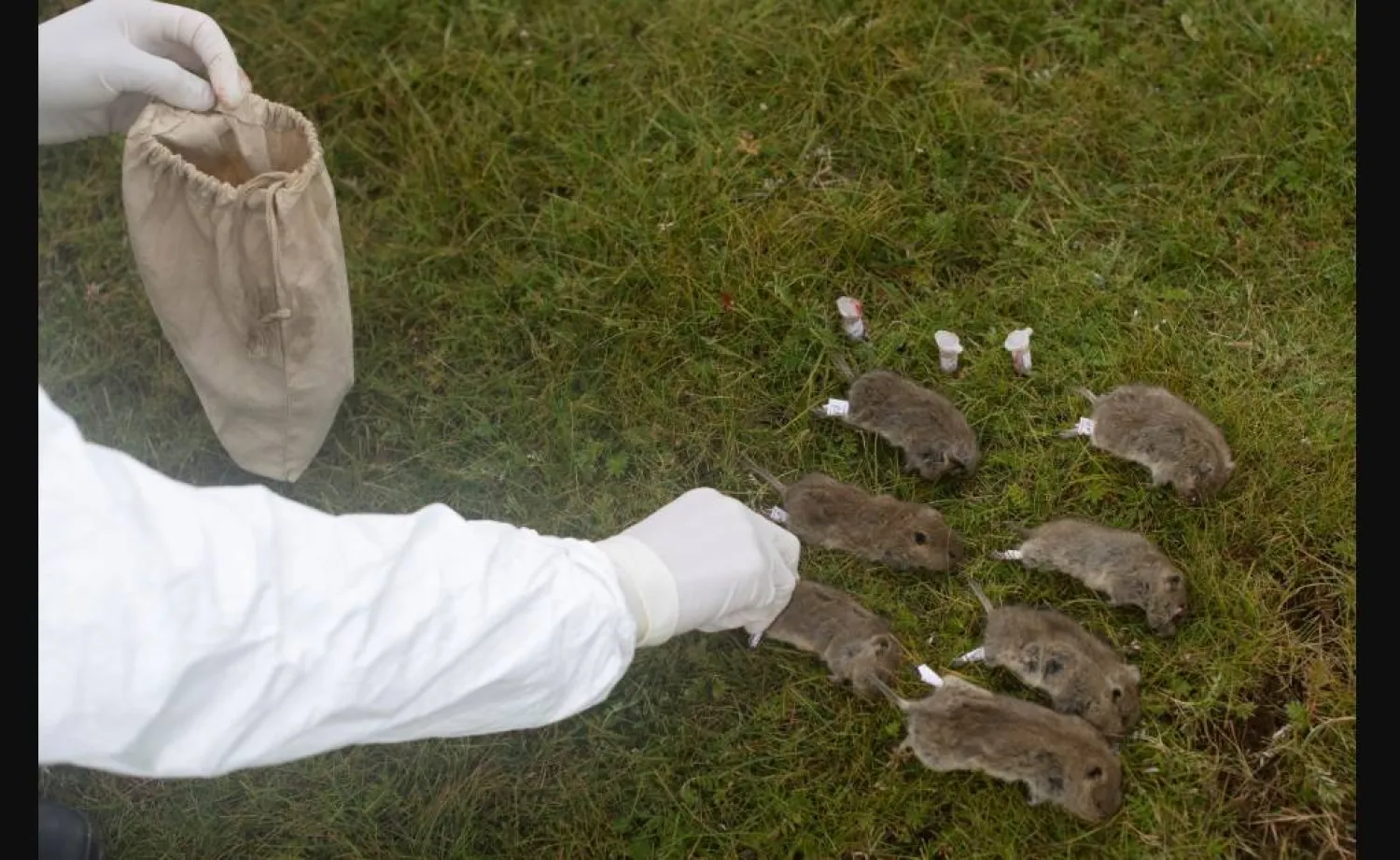 فئران (رويترز)