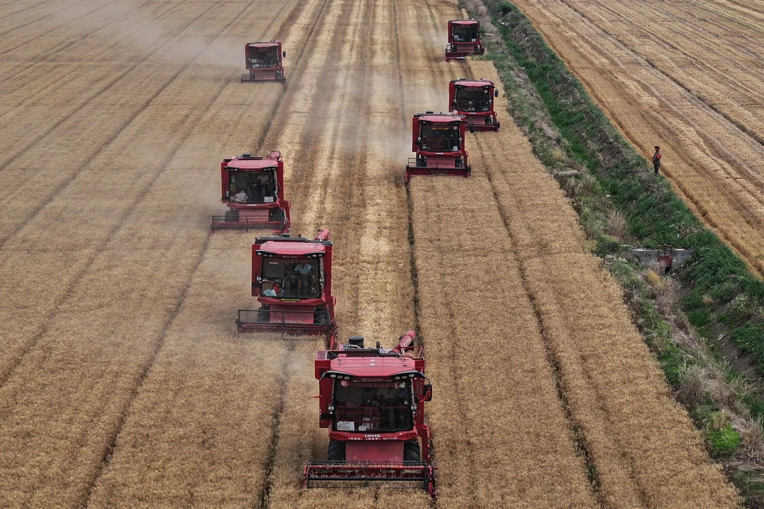 مزارعون يحصدون القمح في حقل بمدينة هوايان شرق الصين (أ.ف.ب)
