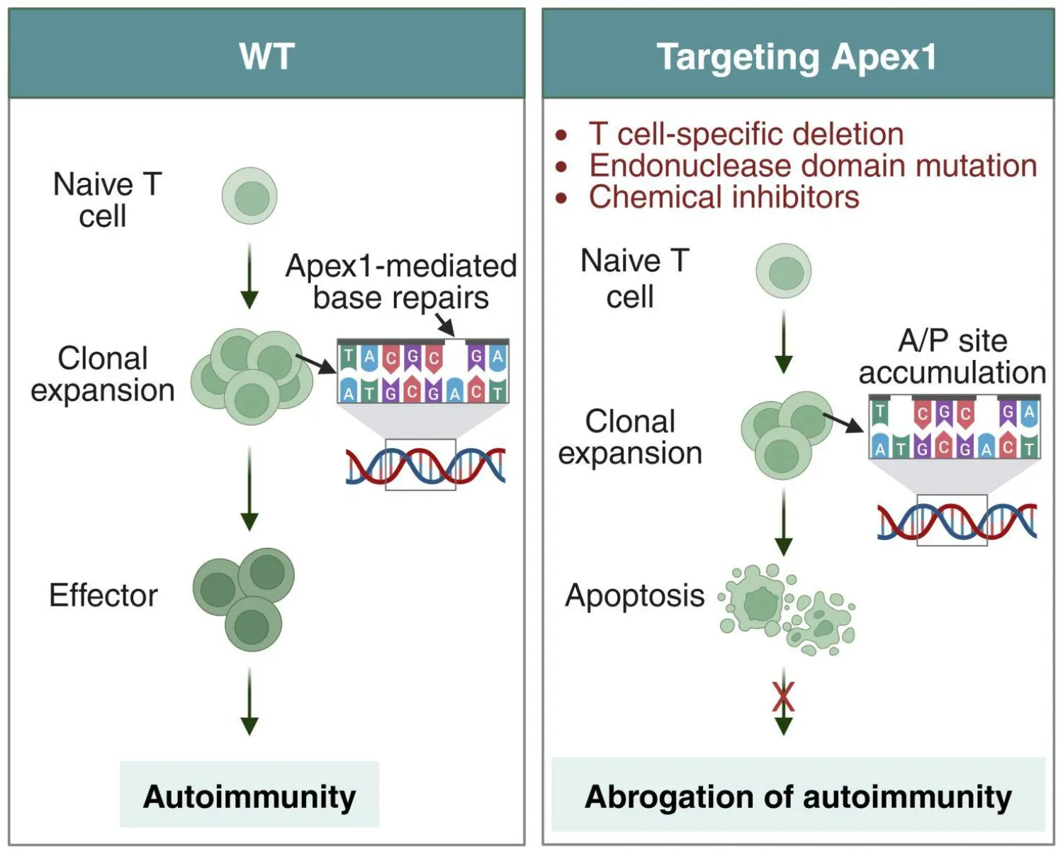 رسم توضيحي لاستهداف بروتين «أباكس 1» وأثره على الخلايا التائية (الشرق الأوسط)