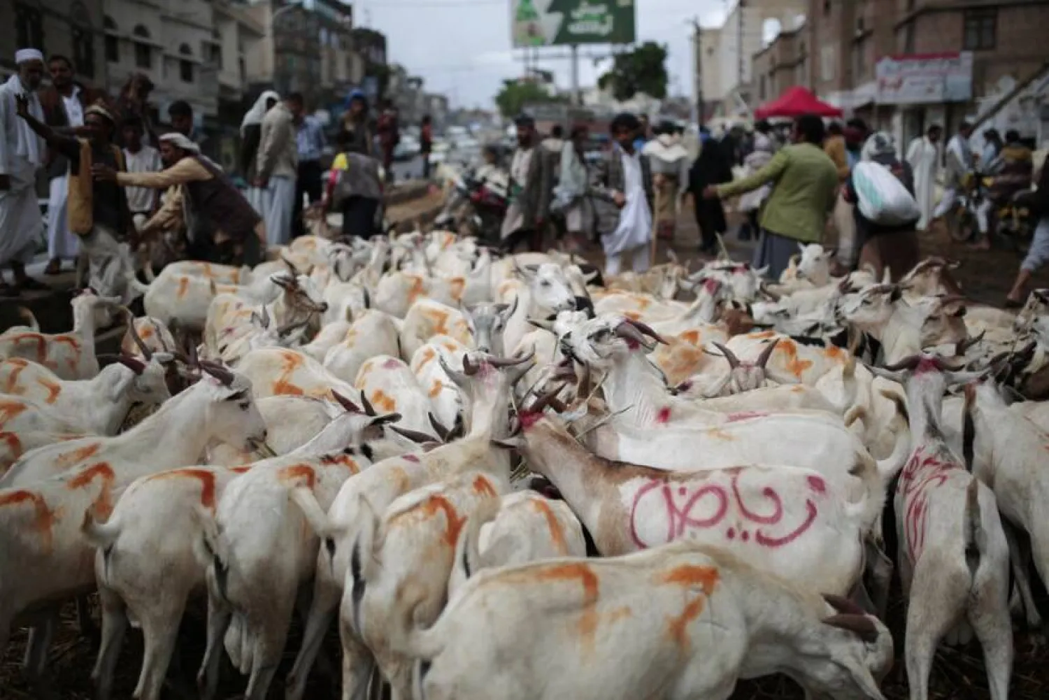 غالبية مرتادي أسواق المواشي في اليمن يعودون خائبين بسبب الغلاء (أ.ب)