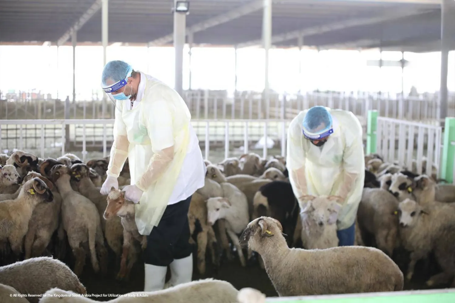 «أضاحي» تنفذ مليون أضحية خلال موسم حج 1446 (أضاحي)