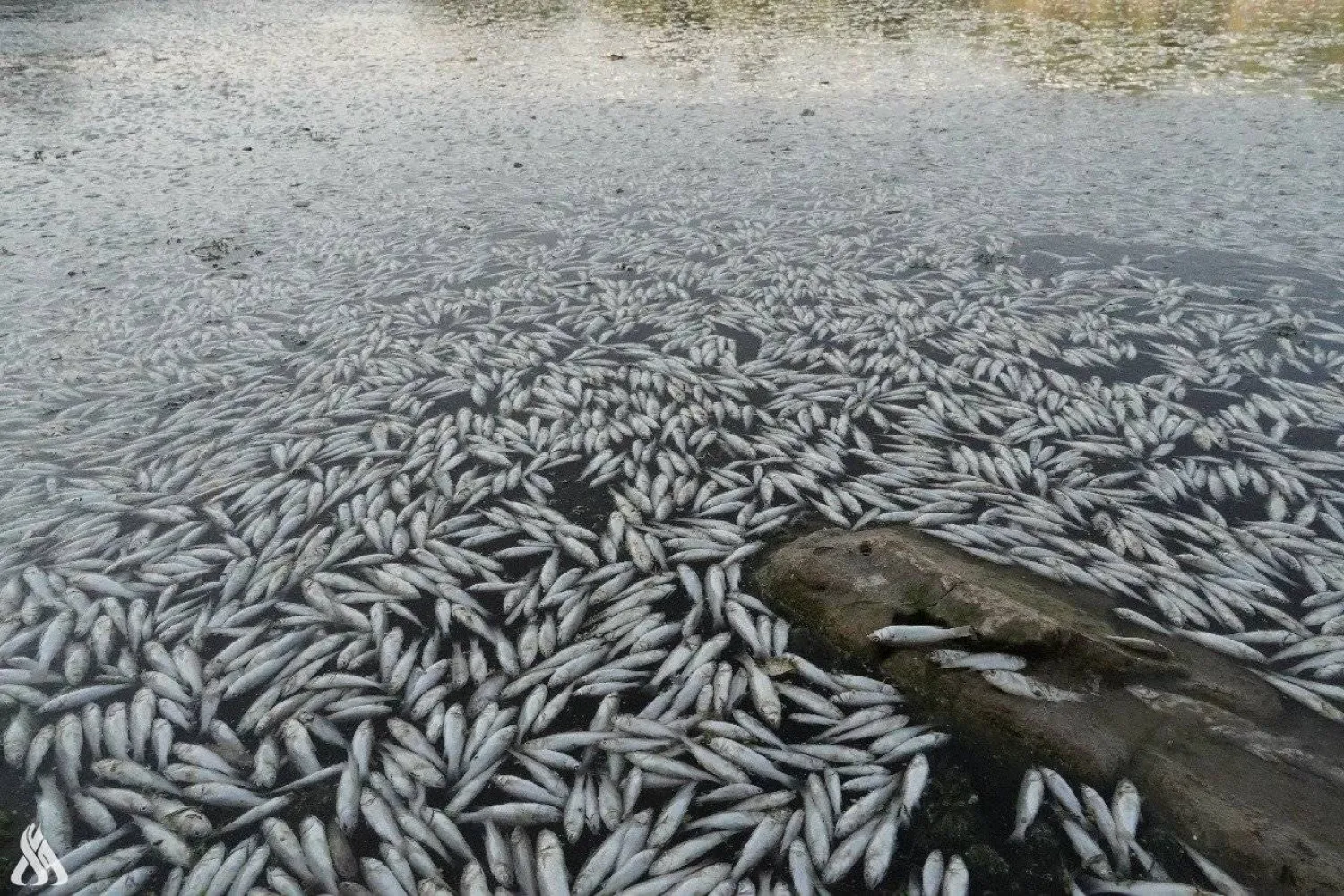 صورة للأسماك النافقة في العراق (واع)