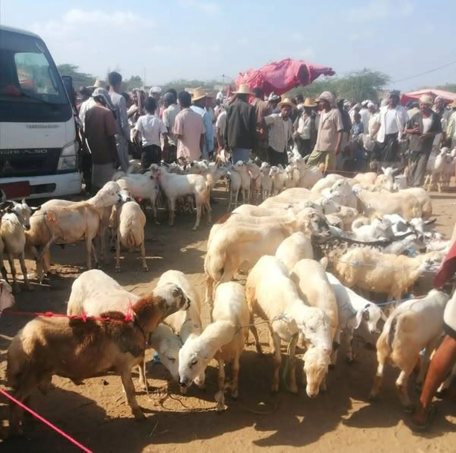 الإتاوات الحوثية وتدهور المعيشة عوامل ساهمت في رفع أسعار المواشي (فيسبوك)