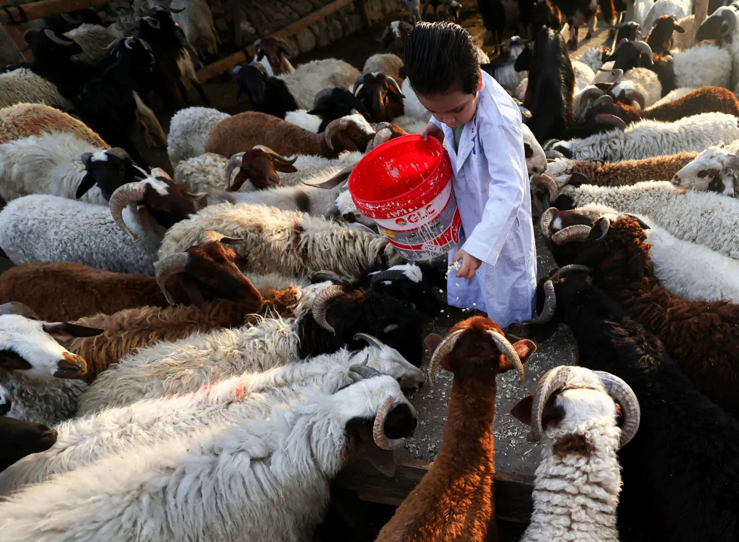 طفل يطعم خرافاً في إحدى أسواق بيع الماشية بالعاصمة المصرية القاهرة المقامة استعداداً لعيد الأضحى (رويترز)