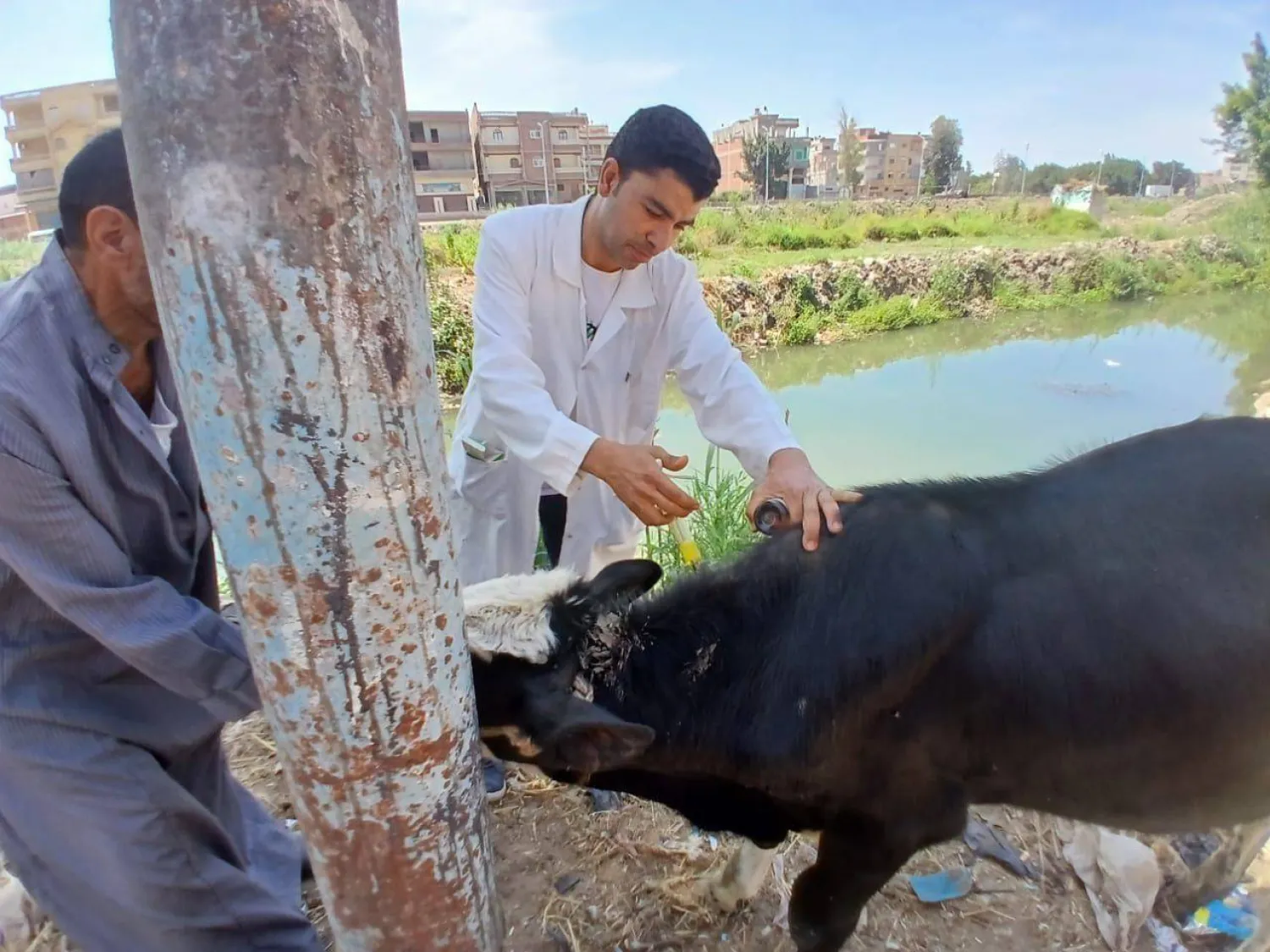  تكلفة تربية الأبقار زادت بسبب ارتفاع تكلفة الإنتاج - وزارة الزراعة المصرية