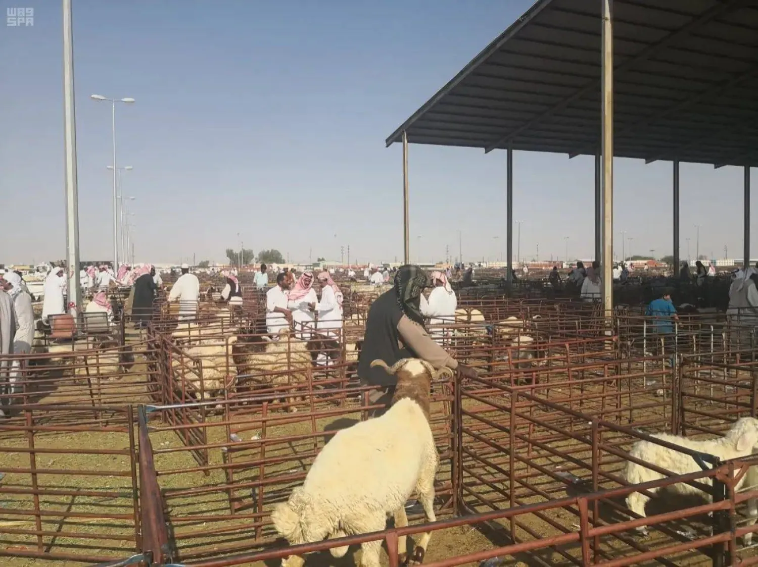 الخِراف الأكثر طلباً للأضاحي (واس)