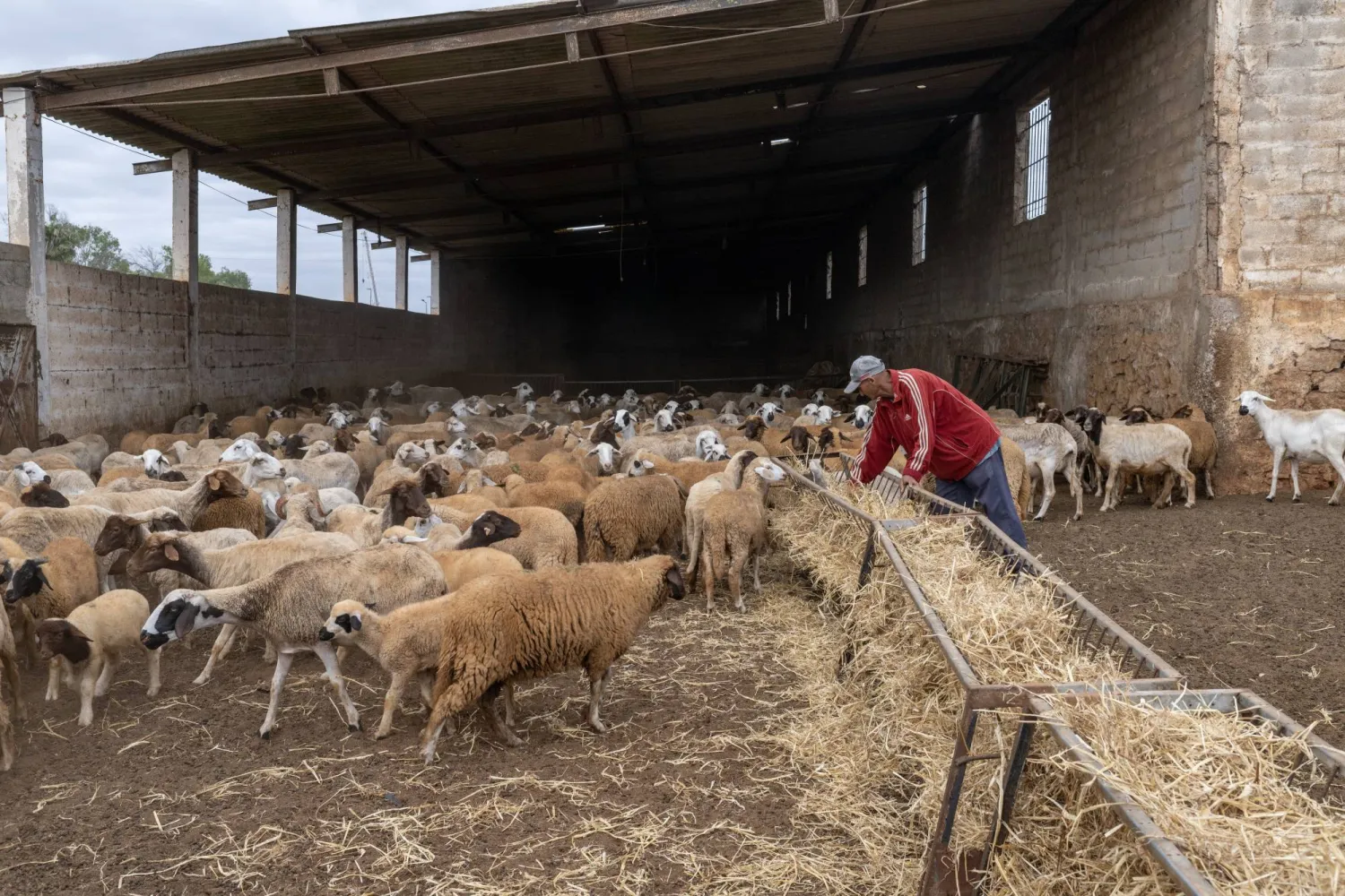 قلة التساقطات للعام السابع أدت إلى تراجع قطعان الأغنام والماعز بنسبة 38 % (إ.ب.أ)