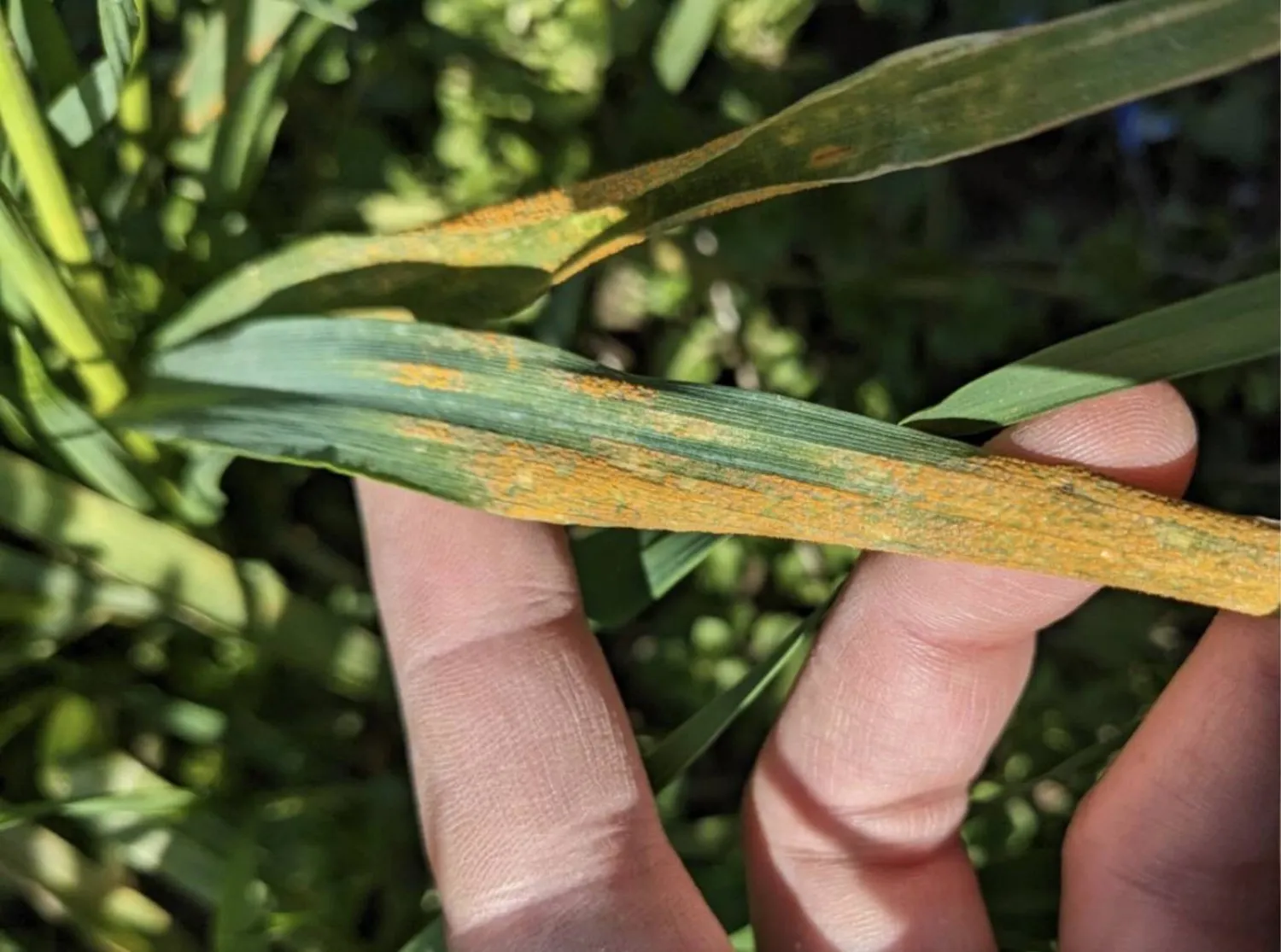 الصدأ الأصفر آفة تصيب أوراق القمح وتتسبب في خسائر فادحة بالمحصول (جامعة زيوريخ)