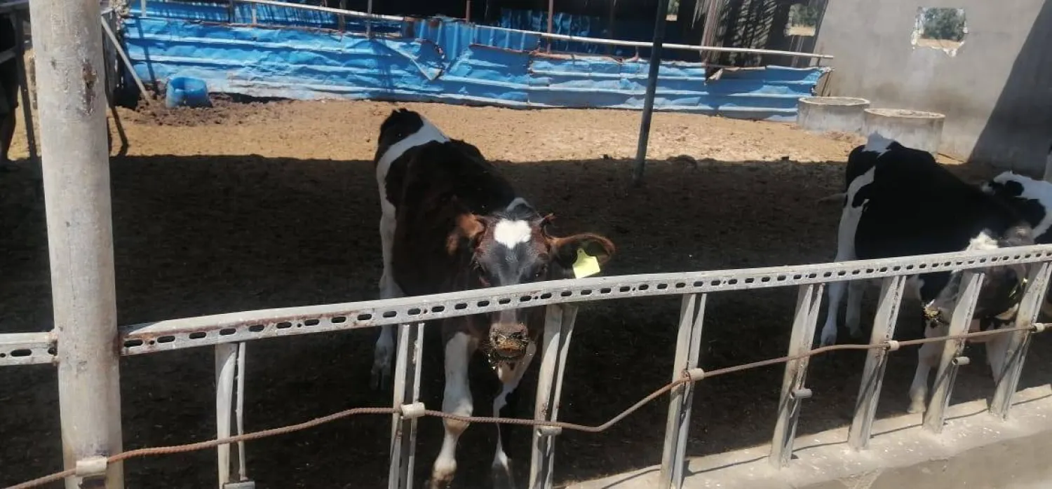 وزارة الزراعة أعلنت استيراد رؤوس الماشية (وزارة الزراعة المصرية)