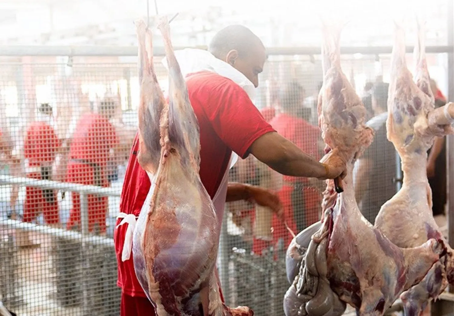 تنفيذ النسك وفق أعلى المعايير الشرعية والصحية (أضاحي)