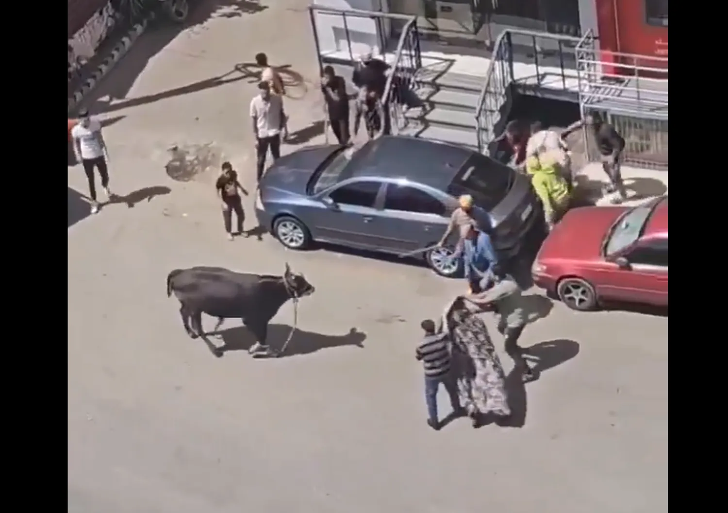 أحد فيديوهات «العجول الهربانة» المنتشرة على «السوشيال ميديا» (إكس)