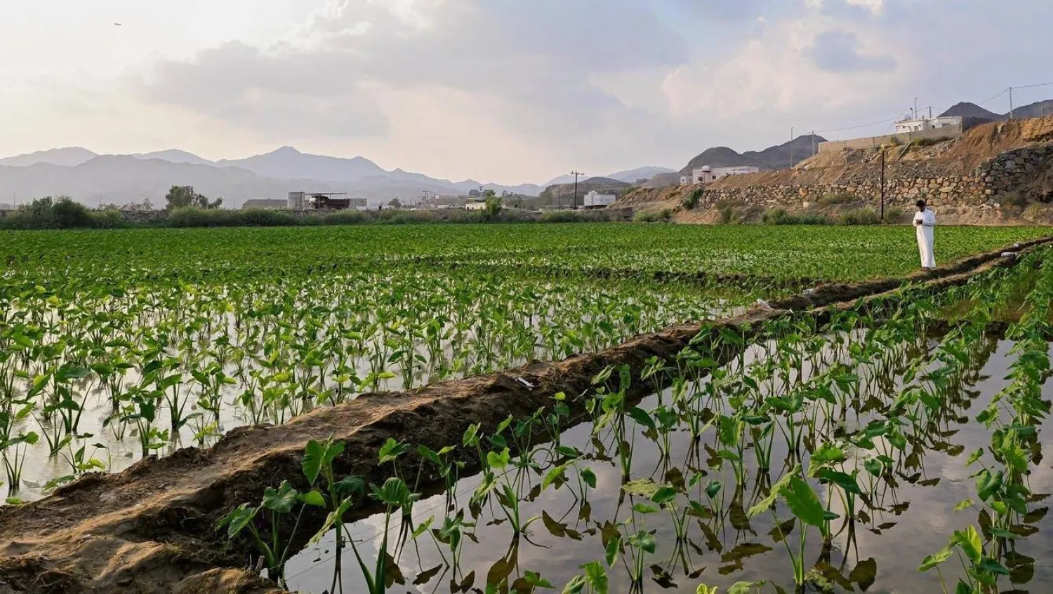 نباتات تنمو في إحدى المزارع بالمملكة (الشرق الأوسط)