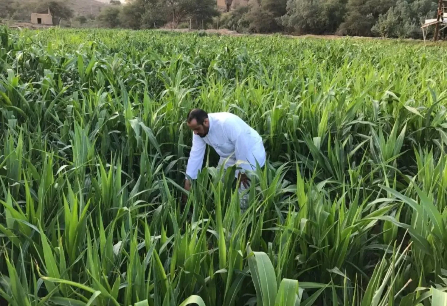 موسم زراعة وحصاد محصول الذرة في إحدى محافظات المملكة (صورة أرشيفية من واس)