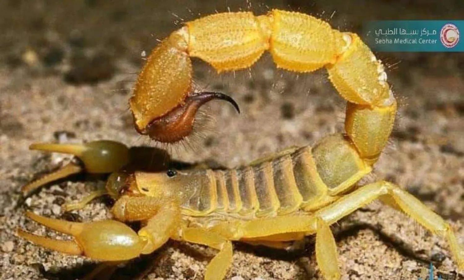 العقارب تجتاح المدن البرازيلية