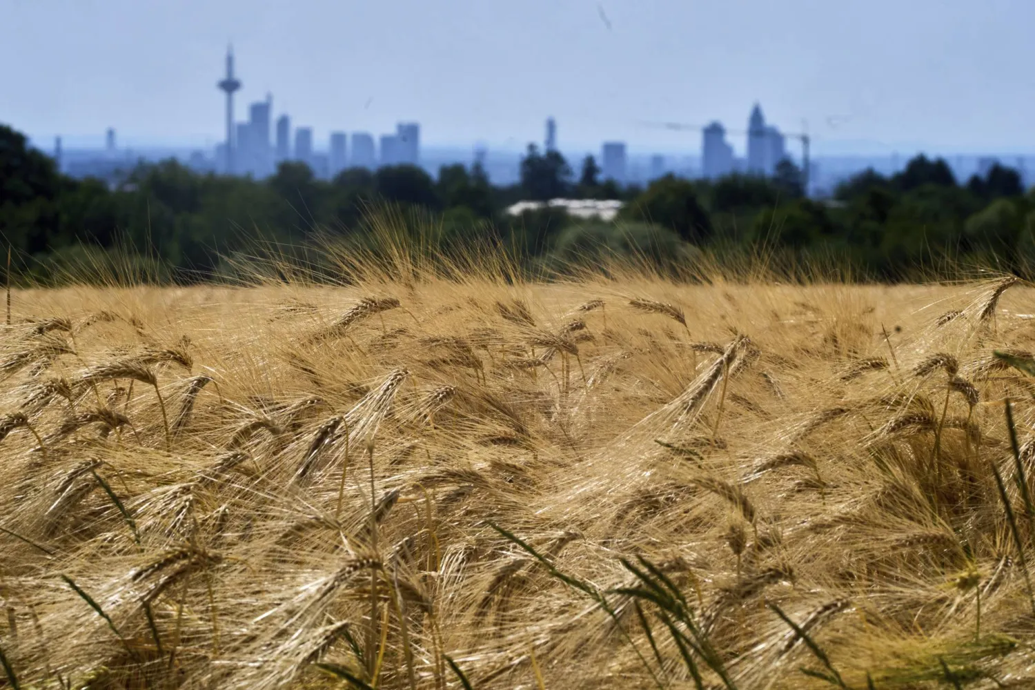 حقل قمح (أ.ب)