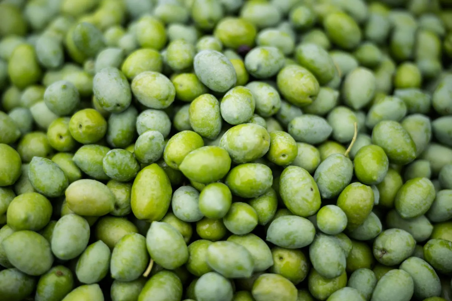 الزيتون أحد الأطعمة الغنية بالدهون والمفيدة للقلب (رويترز)