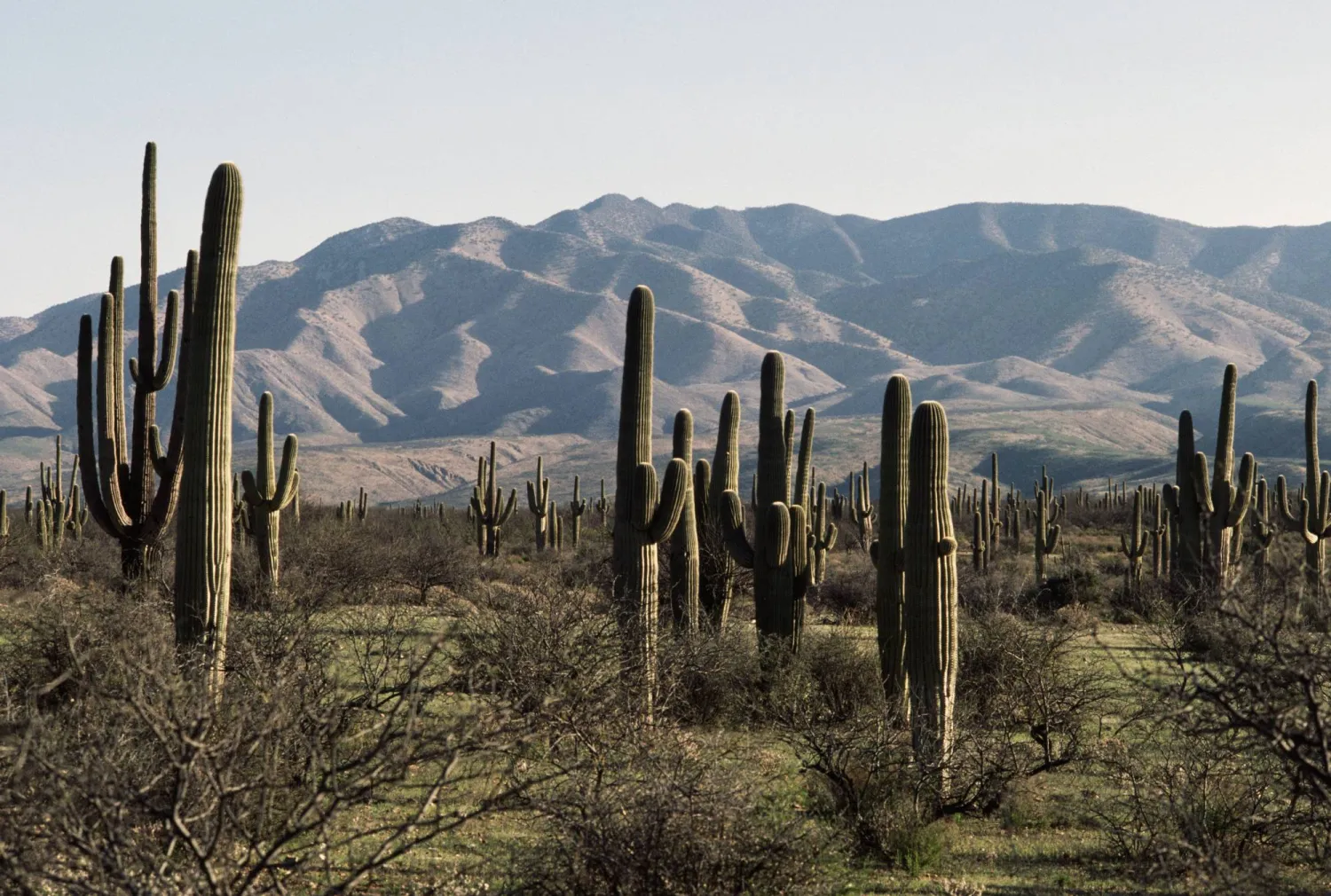 أيقونة الصحراء مُهدَّدة بالزوال (غيتي)