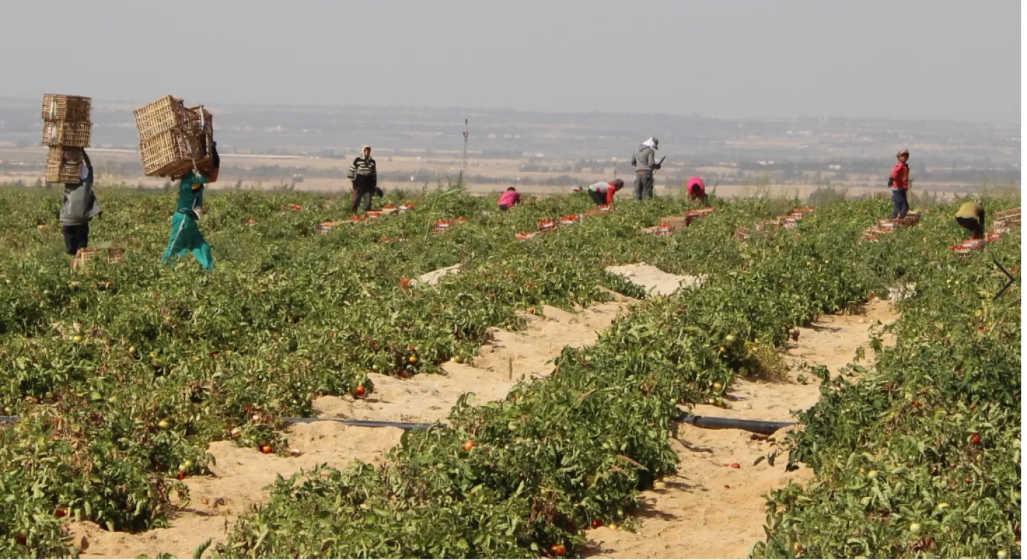 المزارع الجديدة بالأراضي الصحراوية تستقطب أعداداً كبيرة من عمالة الأطفال (تصوير: عبد الفتاح فرج)