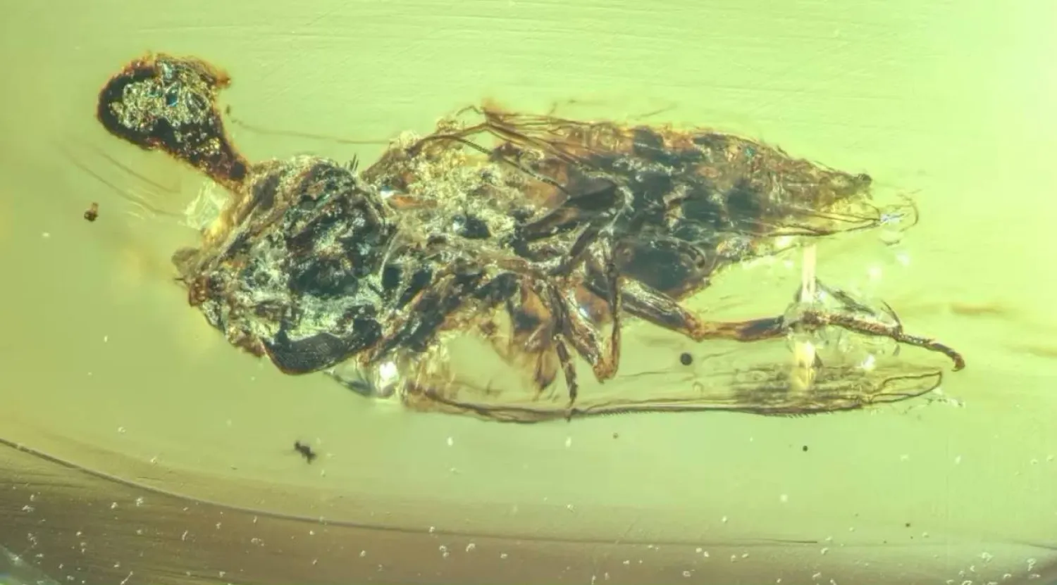 Fungi can be seen growing out of the head of an insect encased in 99-million-year-old amber. (Nanjing Institute of Geology and Palaeontology, Chinese Academy of Sciences/NIGPAS)