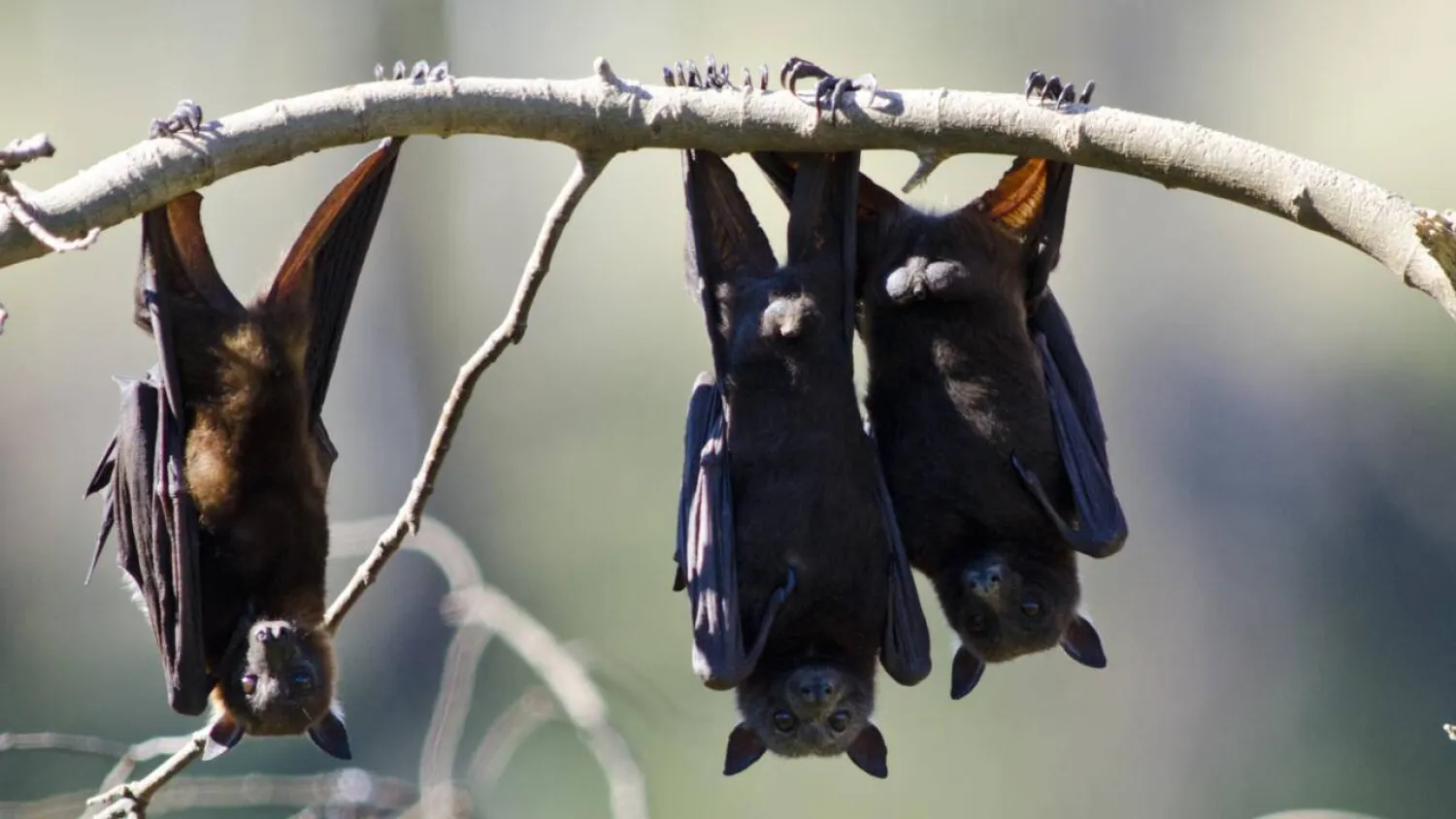Fruit bats are known to carry Australian bat lyssavirus, but it is not known what species delivered the fatal bite. JOHN WILSON / AFP/File
