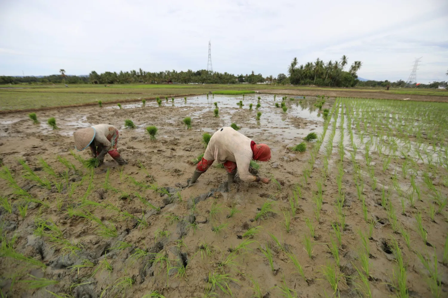 مزارعون يغرسون شتلات الأرز في أحد الحقول بمدينة باندا أكيه في إندونيسيا (إ.ب.أ)