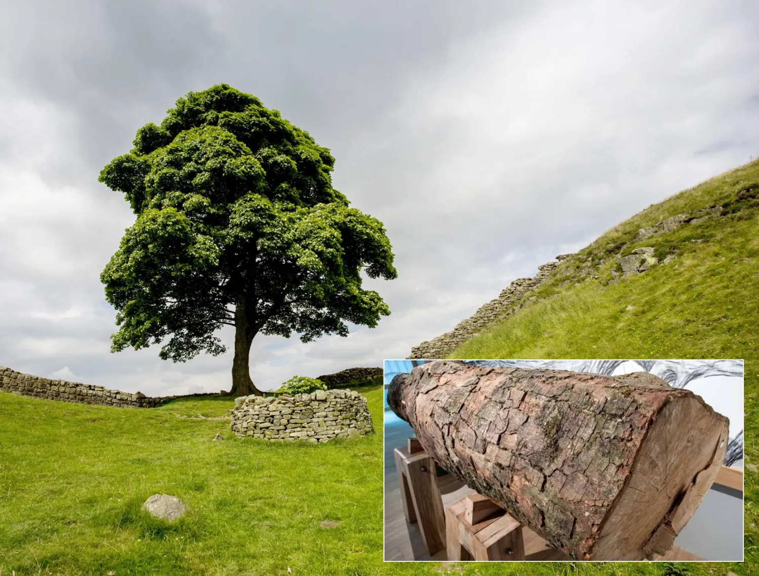 بقايا الشجرة التي هزّت بريطانيا... الآن يمكن احتضانها (غيتي ومتنزه نورثمبرلاند الوطني)