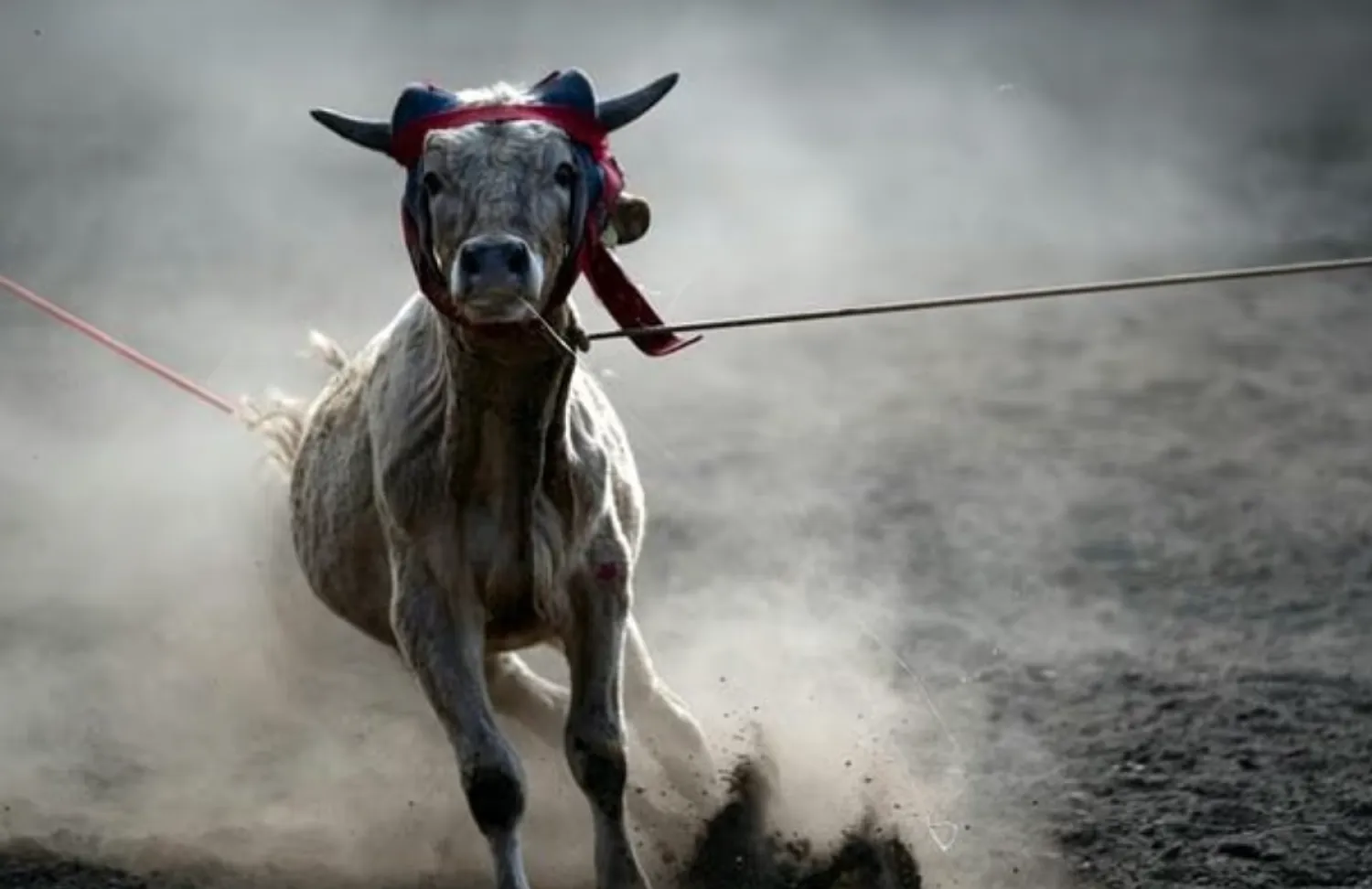 US agriculture officials are closing the southern border to cattle due to concerns over a flesh-eating pest detected in Mexican herds - AFP

